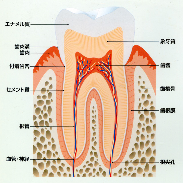 歯の断面